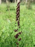 Veratrum nigrum