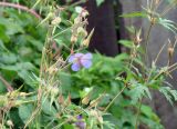 Geranium pratense