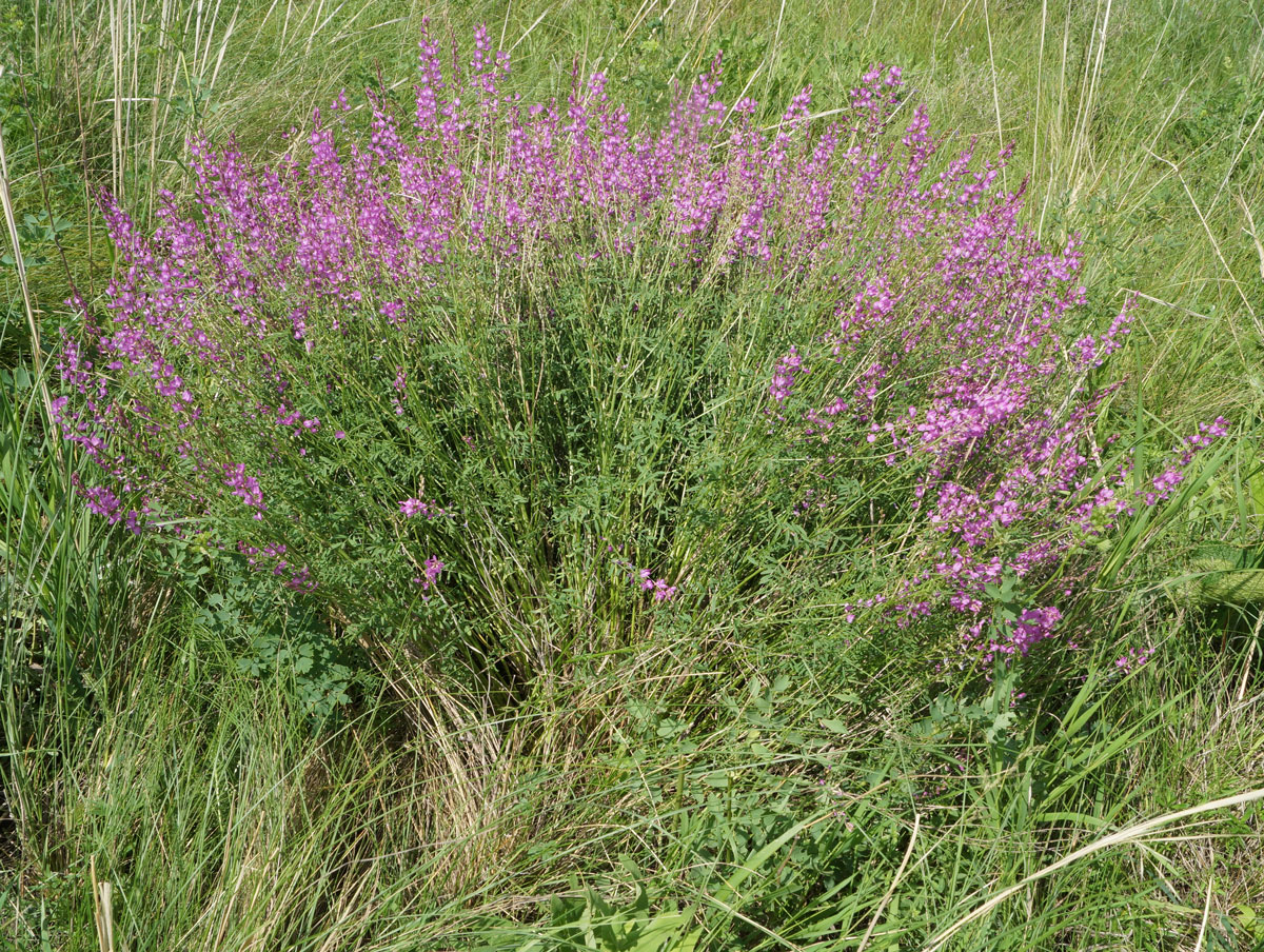 Изображение особи Astragalus macropterus.