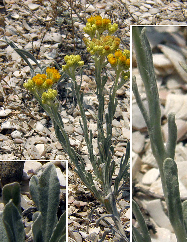 Image of Helichrysum tenderiense specimen.