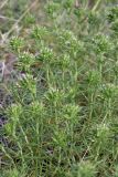 Acanthophyllum pungens. Верхушка расцветающего растения. Южный Казахстан, Сырдарьинский Каратау, р-н перевала Куюк. 30.05.2015.