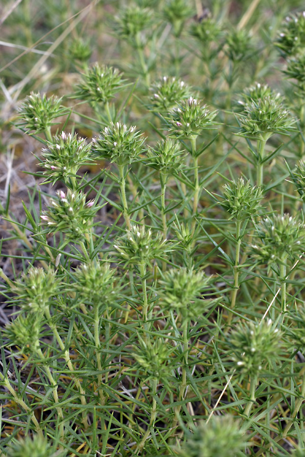 Image of Acanthophyllum pungens specimen.