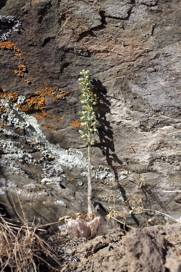 Image of Rosularia subspicata specimen.