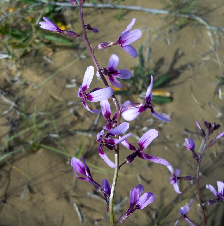 Image of Strigosella grandiflora specimen.