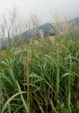 Miscanthus sinensis