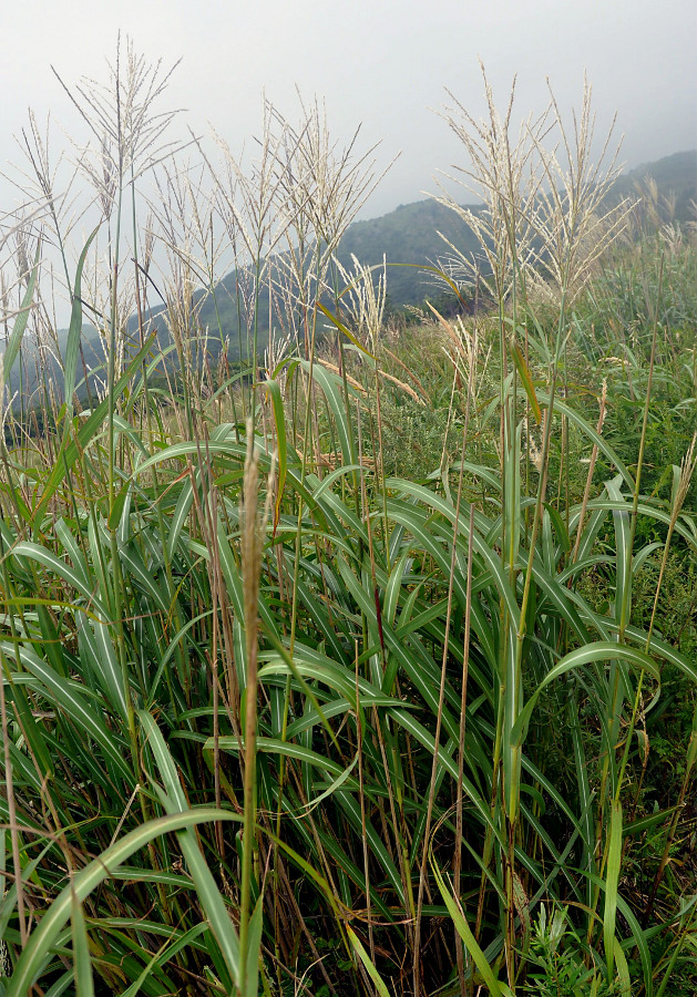 Изображение особи Miscanthus sinensis.