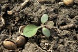 Sonchus oleraceus. Ювенильное растение. Север Кубани, станица Шкуринская, сорное в саду. 04.04.2016.