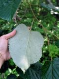 Tilia mandshurica. Лист (вид с нижней стороны). Приморье, Хасанский р-н, о-в Фуругельма, широколиственный лес. 16.08.2015.