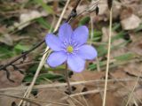 Hepatica nobilis. Цветок. Московская обл., Одинцовский р-н, нагорная дубрава \"Улитинская\". 22.04.2012.