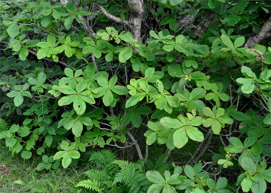 Изображение особи Rhododendron schlippenbachii.