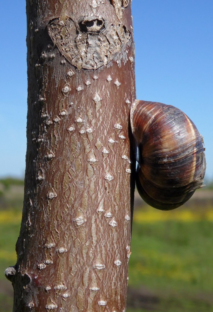 Image of Ailanthus altissima specimen.
