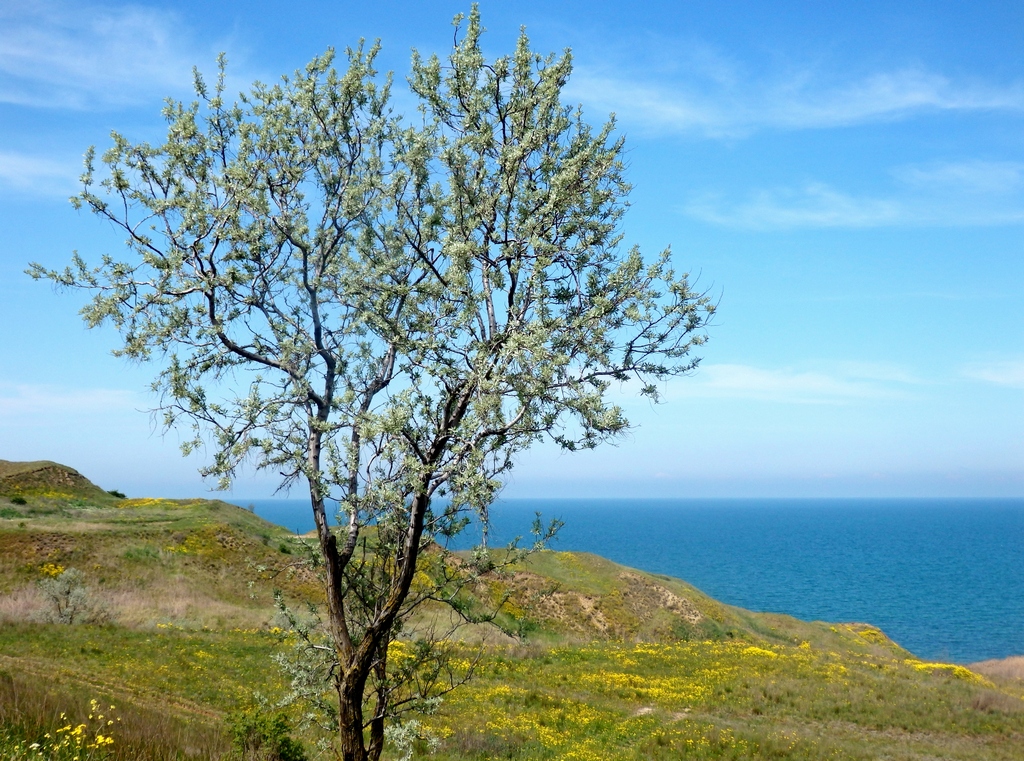 Изображение особи Elaeagnus angustifolia.