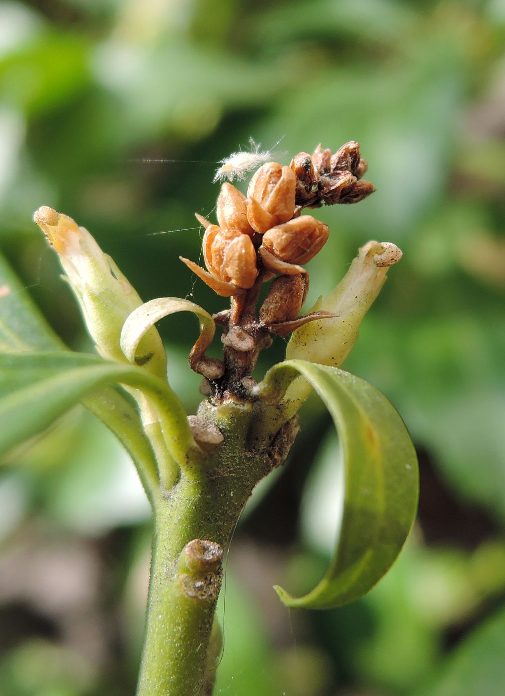 Изображение особи Pachysandra terminalis.