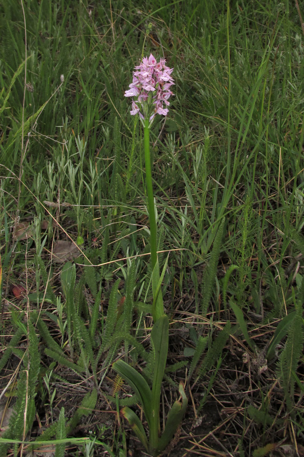 Изображение особи Neotinea tridentata.