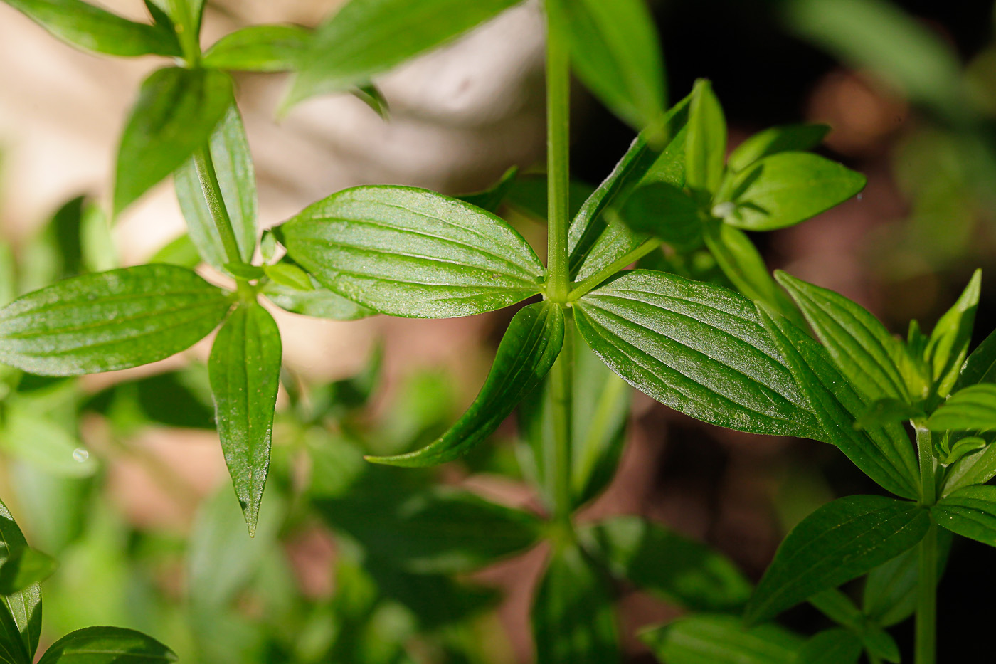 Изображение особи Galium boreale.