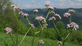 Valeriana rossica. Верхушка цветущего растения. Краснодарский край, м/о г. Геленджик, хр. Маркотх, гора Солдатская, ≈ 630 м н.у.м., горный луг. 09.05.2016.