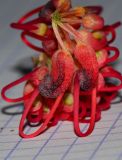 Hakea orthorrhyncha