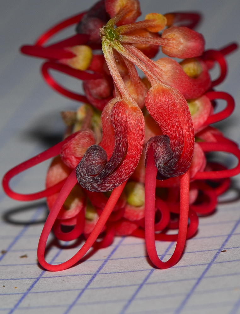 Image of Hakea orthorrhyncha specimen.