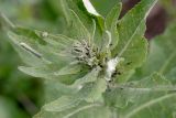 Verbascum lychnitis