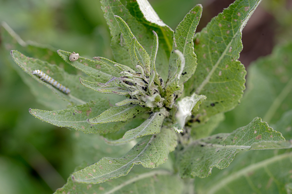 Image of Verbascum lychnitis specimen.