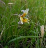 Tulipa uniflora