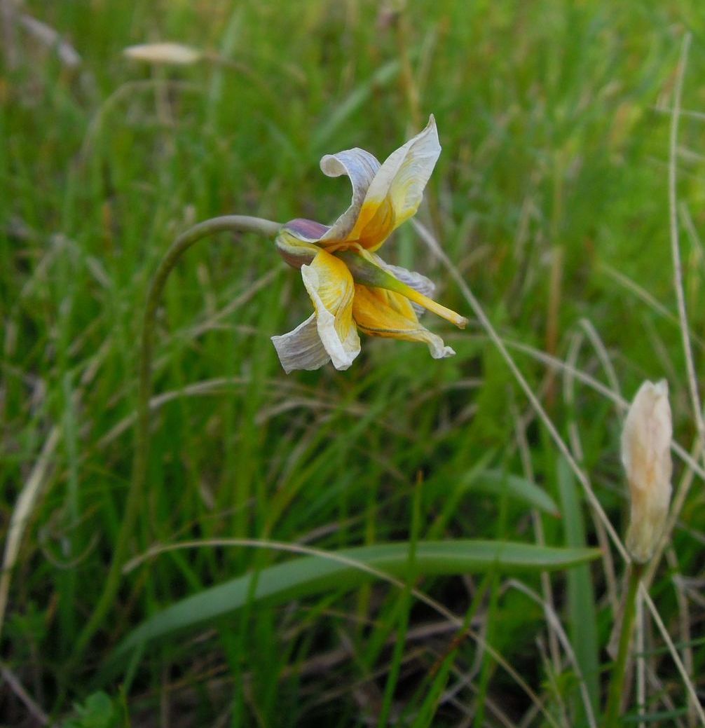 Image of Tulipa uniflora specimen.