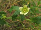 Bryonia dioica. Часть побега с тычиночным цветком и бутонами. Нидерланды, провинция Северная Голландия, заказник Noordhollands Duinreservaat, у обочины дороги в зарастающих дюнах. 5 июля 2008 г.