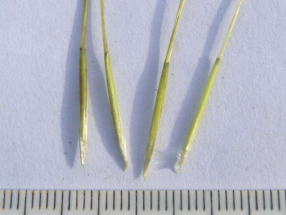Image of Stipa pennata specimen.