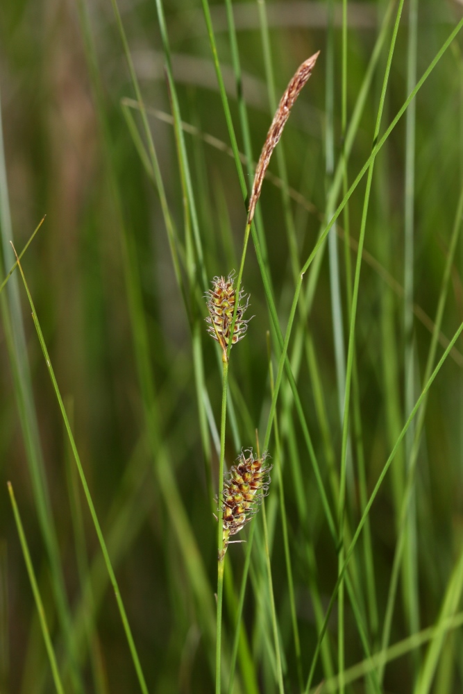 Изображение особи Carex lasiocarpa.