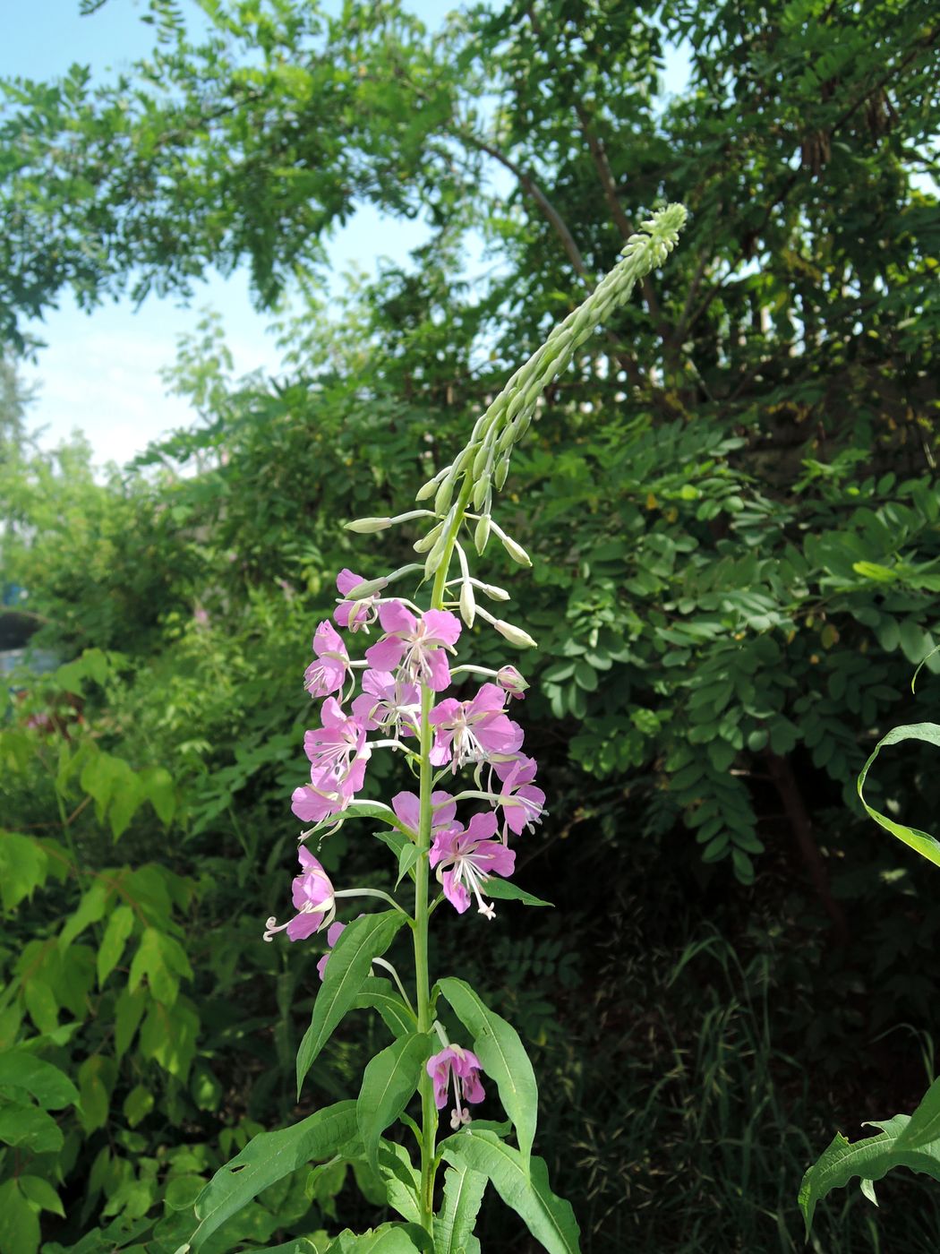 Image of Chamaenerion angustifolium specimen.