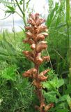 genus Orobanche