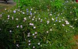 Ruellia simplex