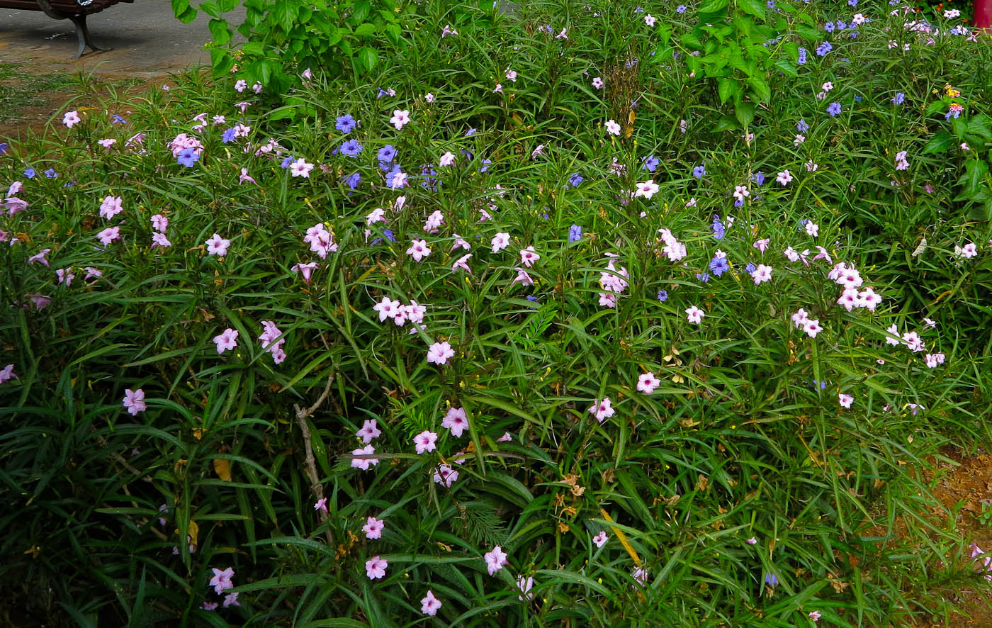 Изображение особи Ruellia simplex.