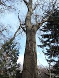 Fraxinus excelsior. Ствол и часть кроны покоящегося дерева Fraxinus excelsior f. monophylla Dippel. Москва, филиал Ботсада МГУ \"Аптекарский огород\", теневой сад. 29.03.2015.