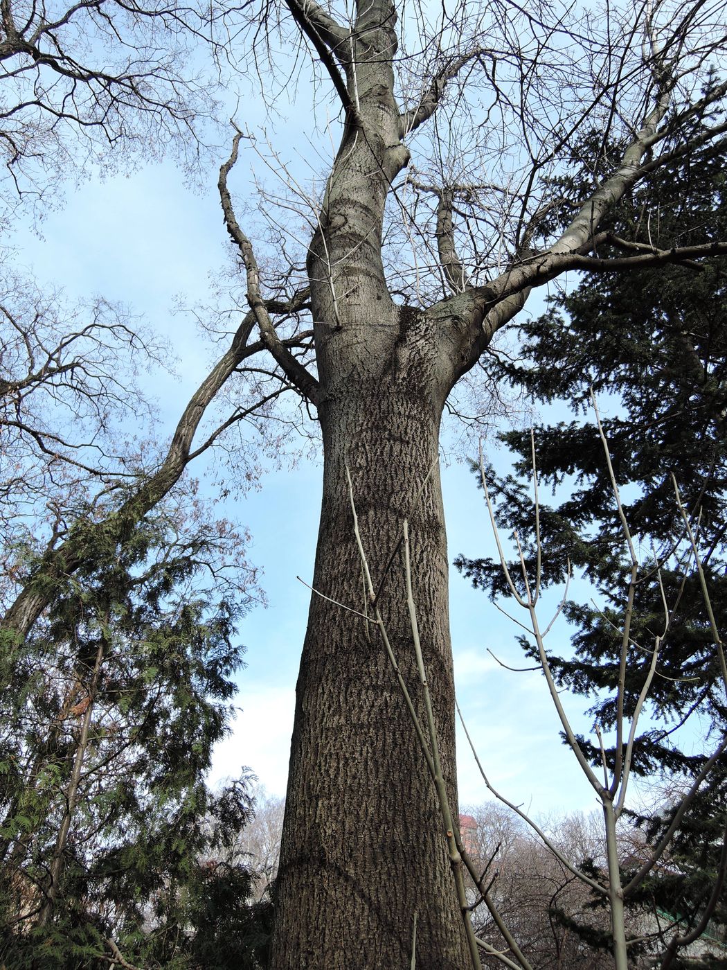Image of Fraxinus excelsior specimen.
