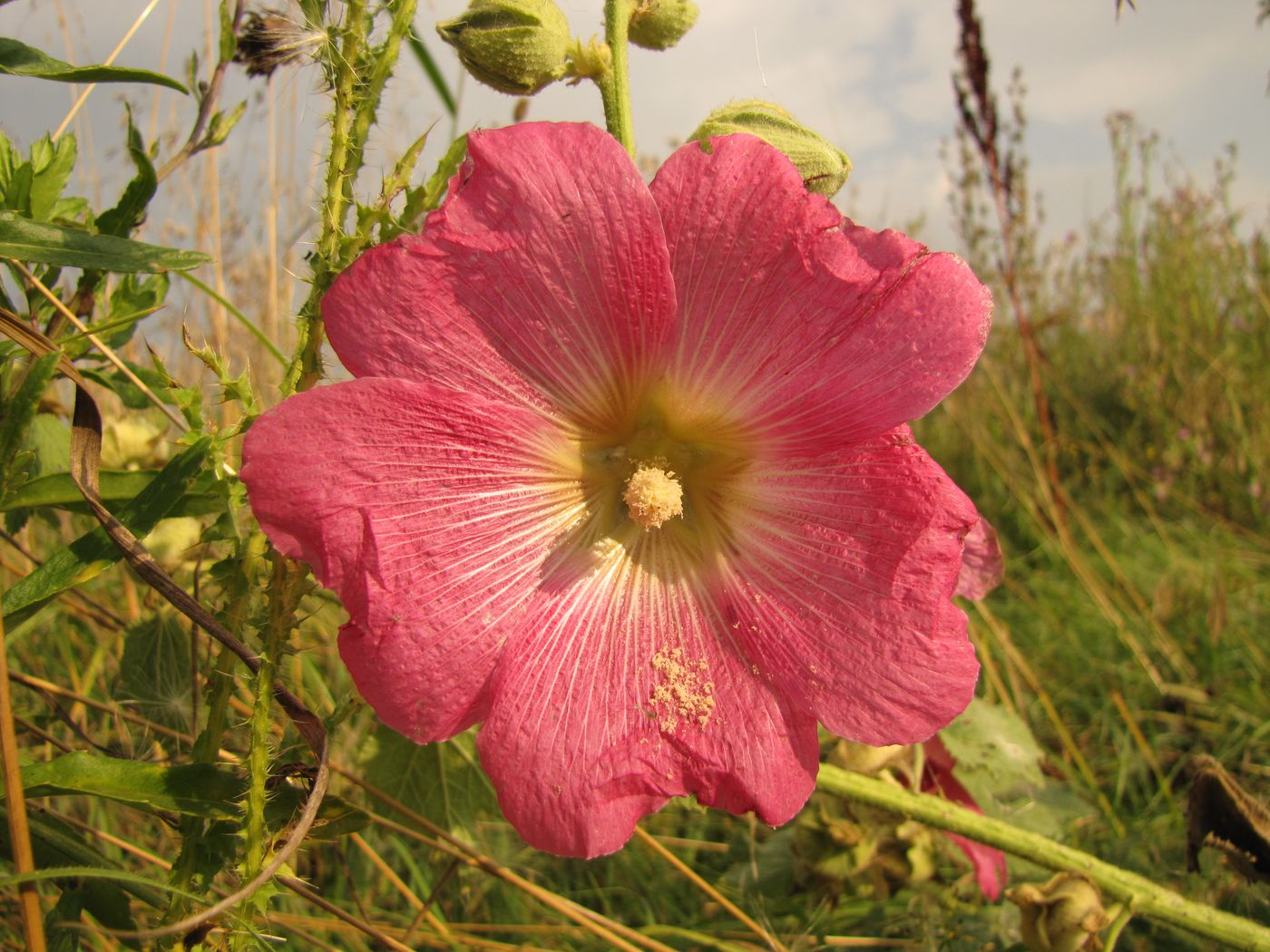 Image of Alcea rosea specimen.