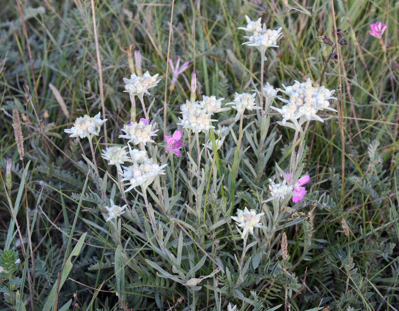 Image of Leontopodium fedtschenkoanum specimen.