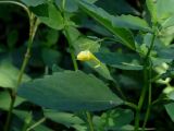 Impatiens maackii