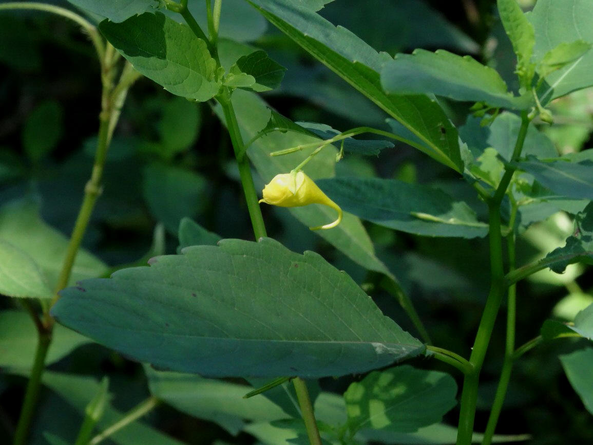 Изображение особи Impatiens maackii.