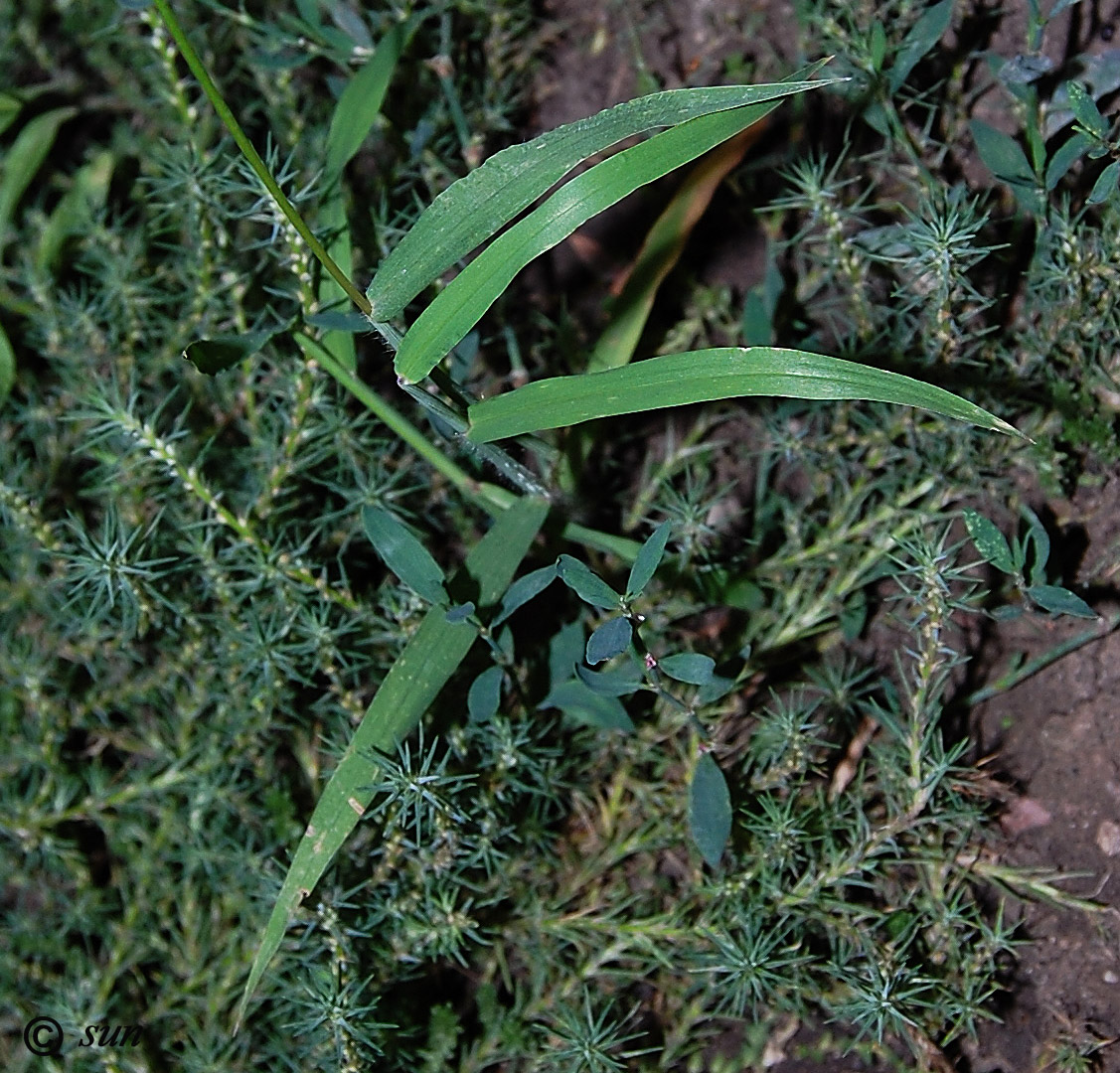 Изображение особи Digitaria sanguinalis.