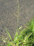 Eragrostis minor