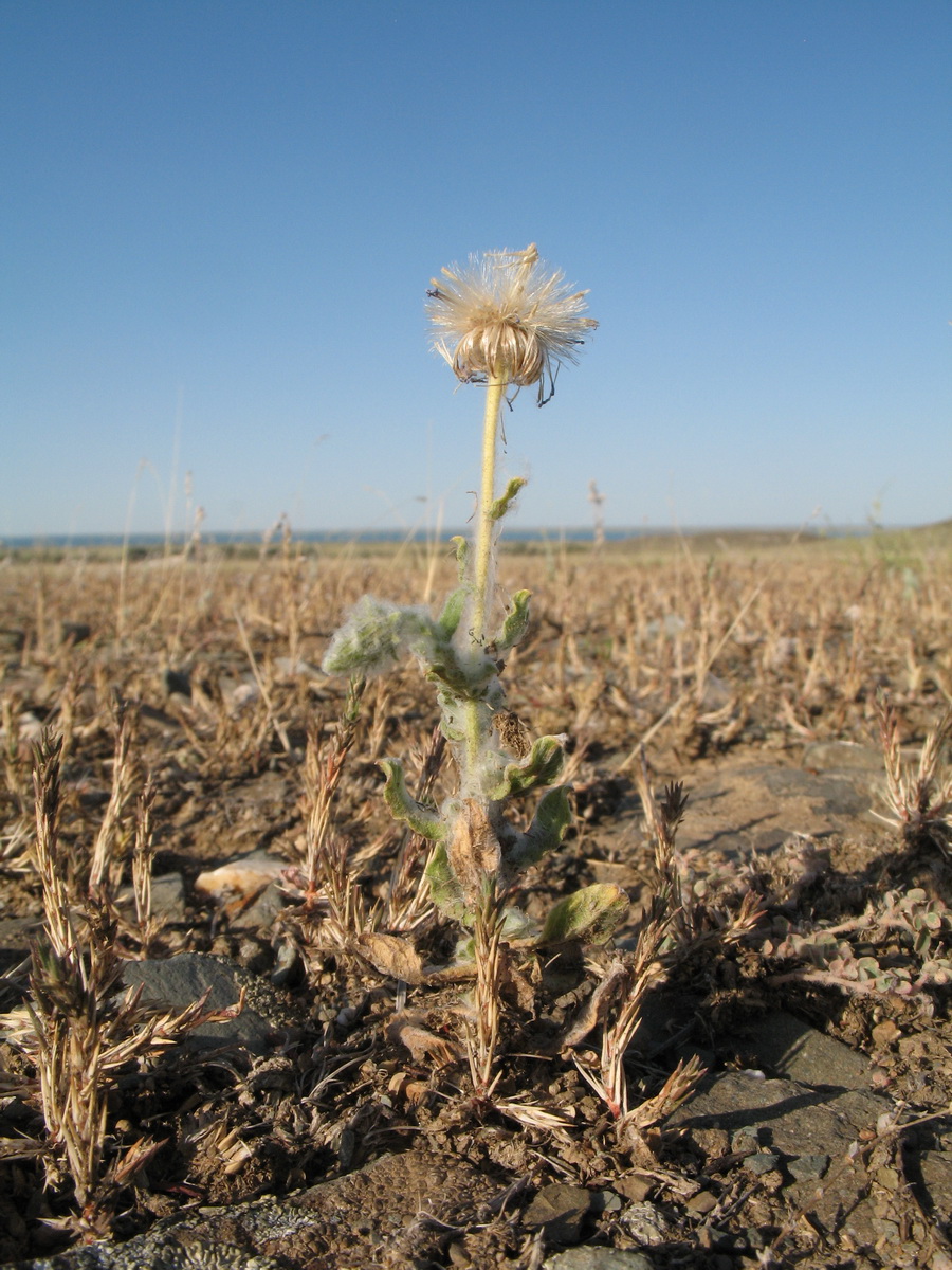 Изображение особи Lachnophyllum gossypinum.