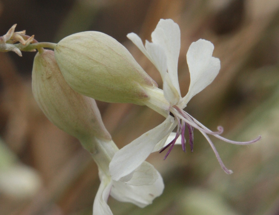 Image of Oberna csereii specimen.