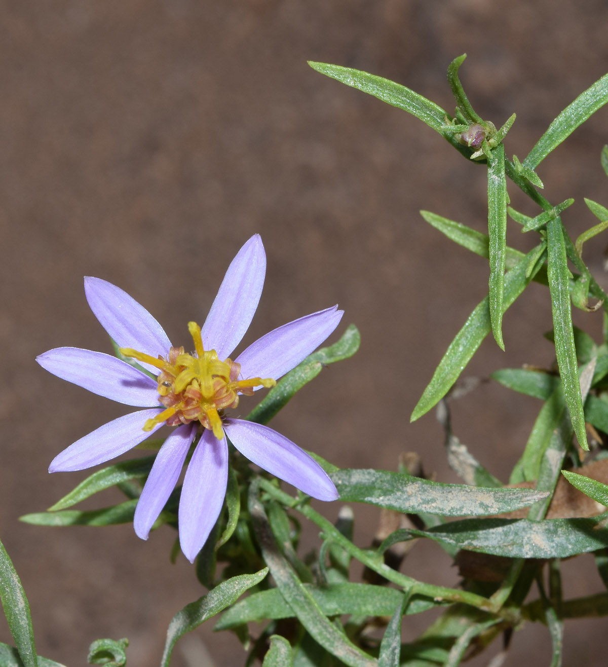 Image of Galatella coriacea specimen.