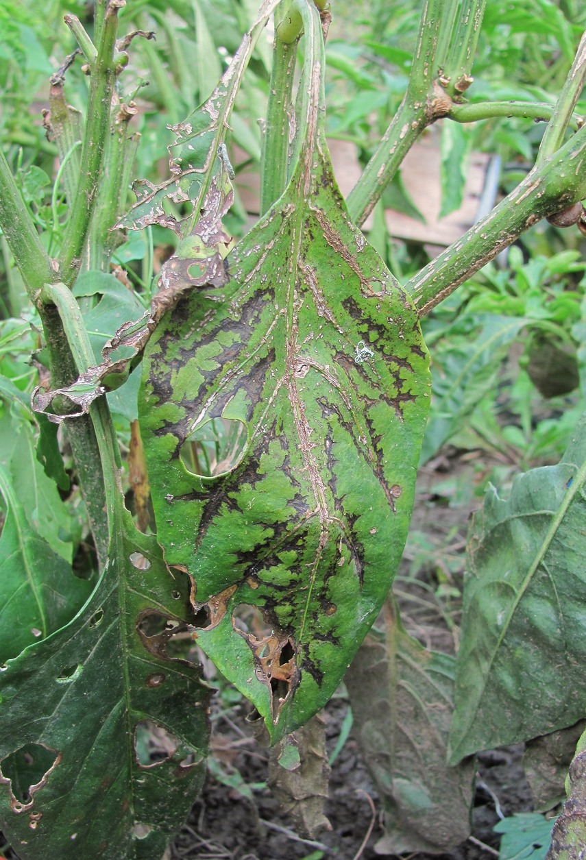 Image of Capsicum annuum specimen.