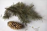 Picea pungens form glauca. Ветвь, шишка, семена (гербарный образец). Новосибирск, в культуре. 08.03.2010.