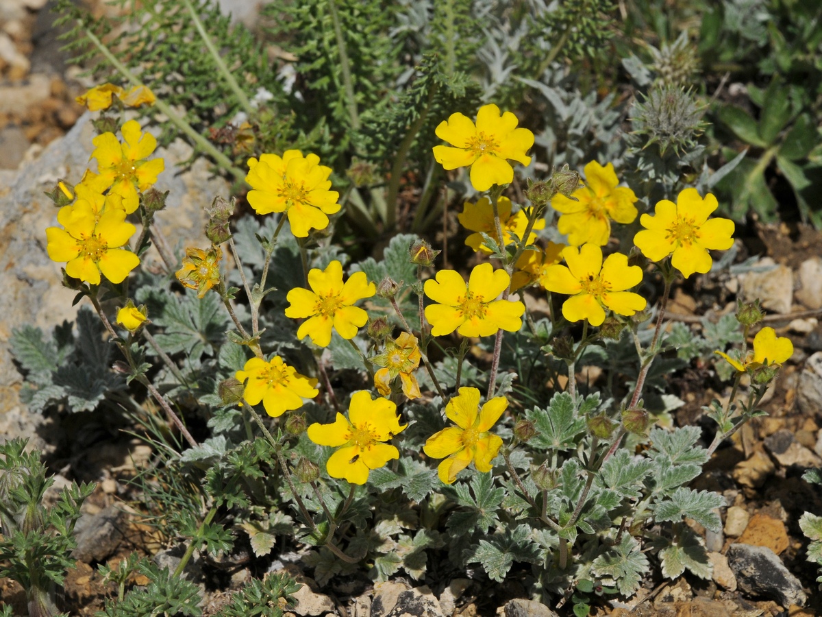 Изображение особи Potentilla hololeuca.
