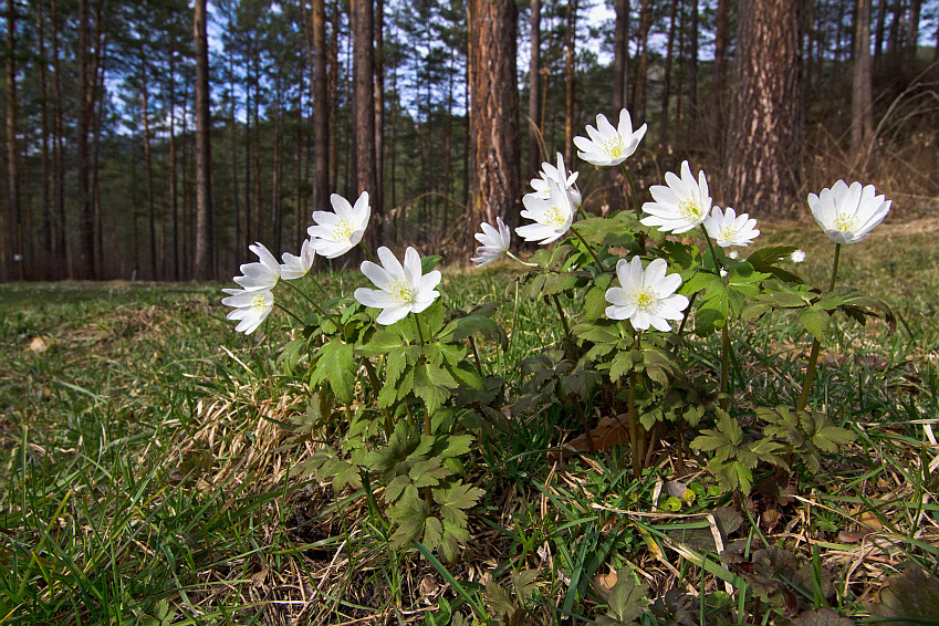 Изображение особи Anemone altaica.