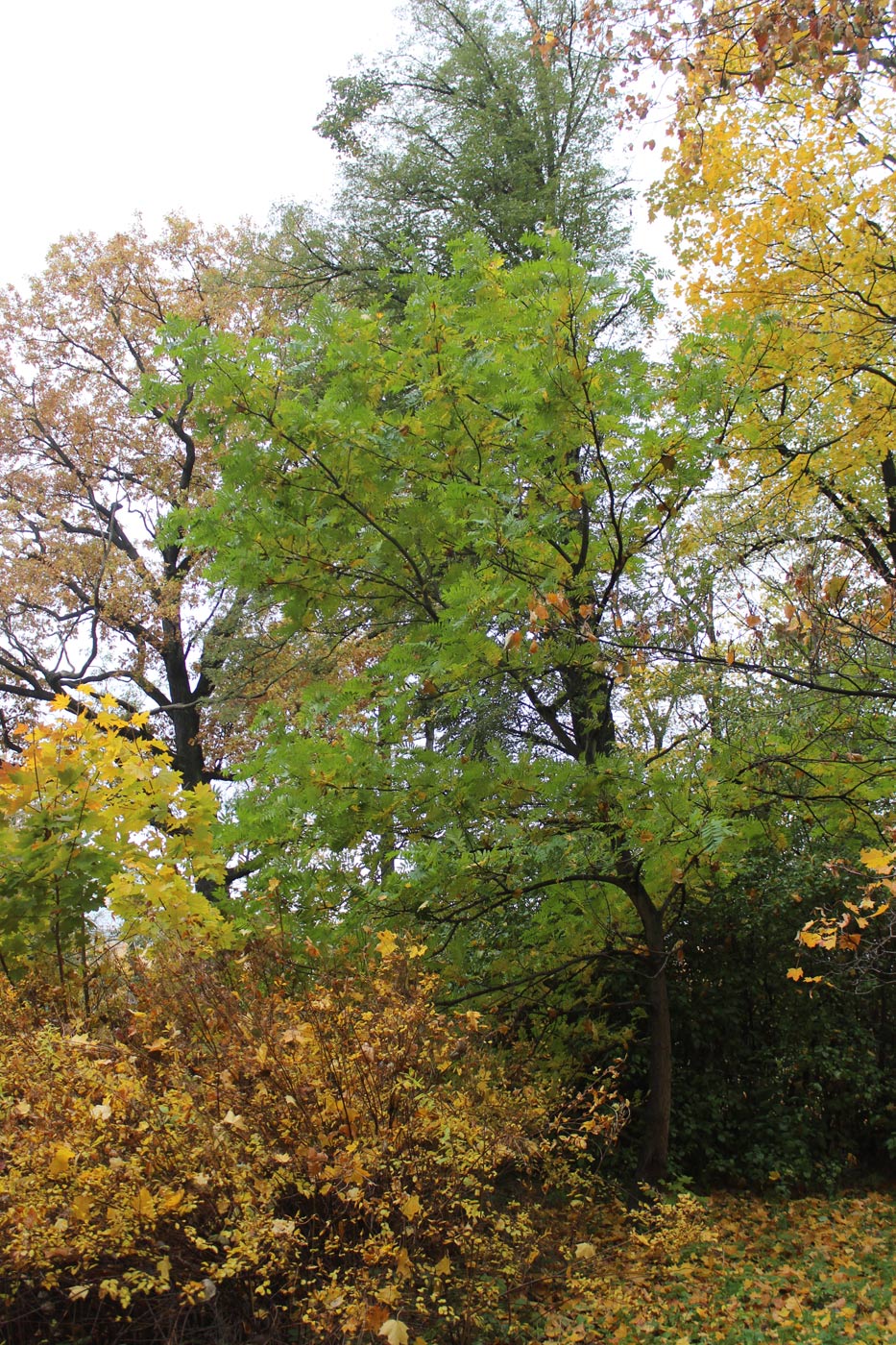 Image of Pterocarya stenoptera specimen.