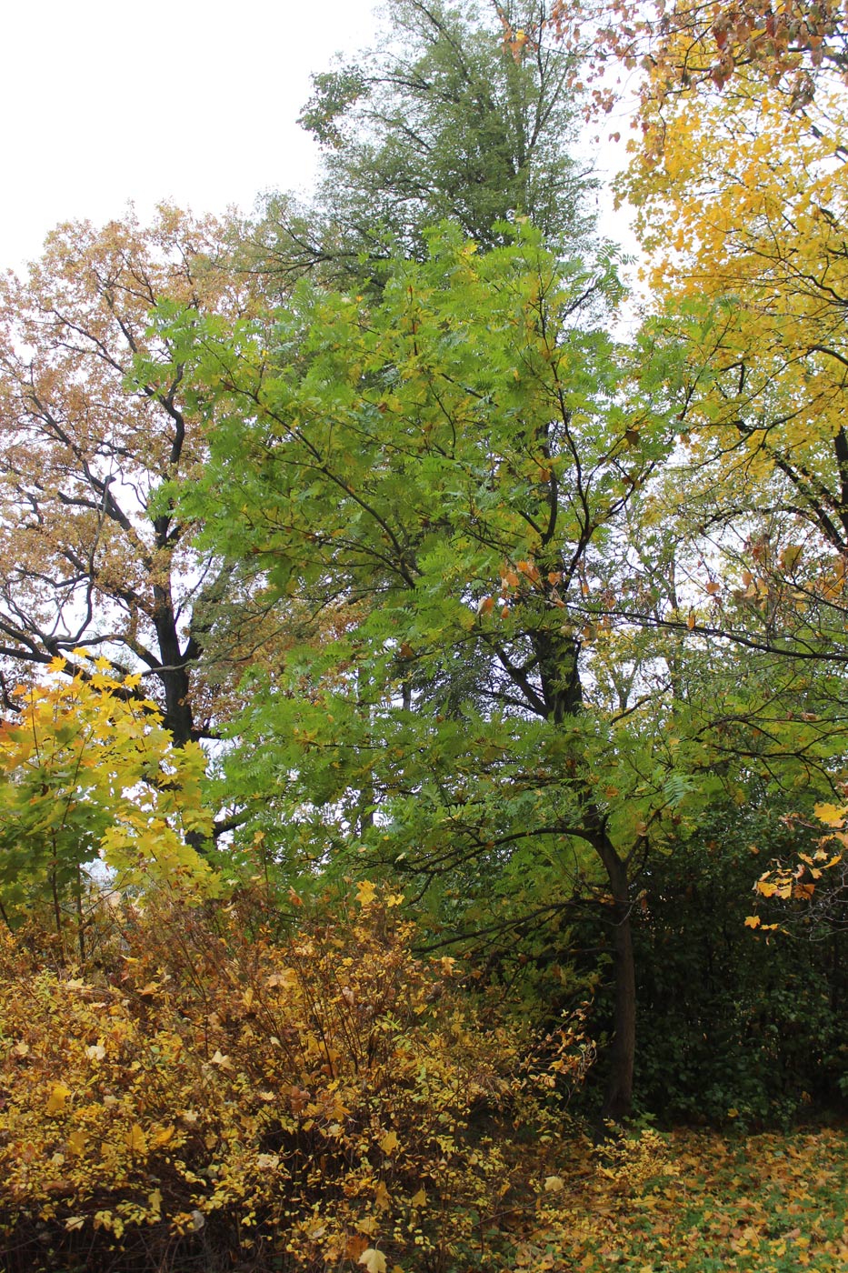 Изображение особи Pterocarya stenoptera.